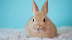 Dekoratívne králiky koľko žiť, ako zvýšiť život